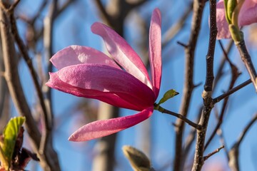 One flower with large pink petals of Magnolia Soulange