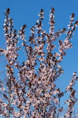 Branches of decorative sweet cherry with delicate pink flowers against the sky