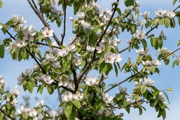 A branch of a beautiful quince densely strewn with flowers