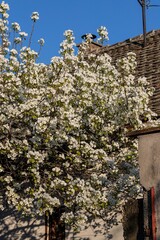 Branches of a lush white apple tree against the background of a tiled roof of the house