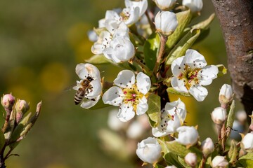 Bee pollinates apple tree flowers on a sunny spring day
