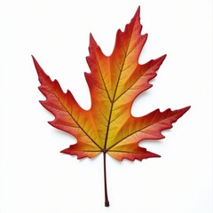Fototapeta premium Autumn's Embrace: A vibrant maple leaf, painted in fiery hues of red, orange, and yellow, captures the essence of fall's beauty.