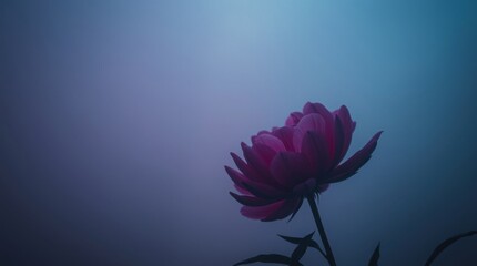 purple lotus flower
