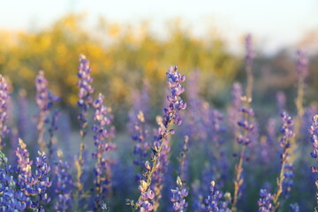 Desert Lupine