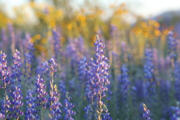 Lupine Wildflowers