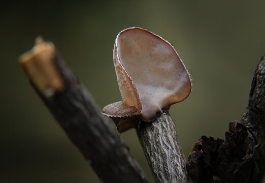 Wood Ear or tenga ng daga fungi. Fungus. On the end of a tree branch. Pezizaceae.