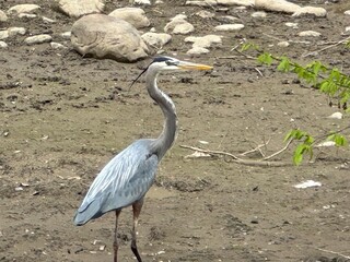 Blue Heron's good side