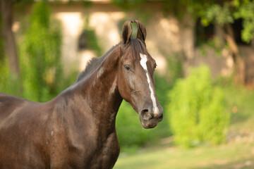 Fototapeta premium Horse Portrait
