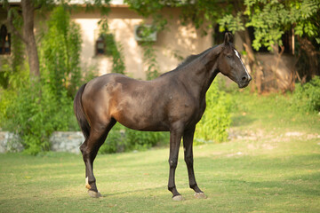 Horse Standing in Grass