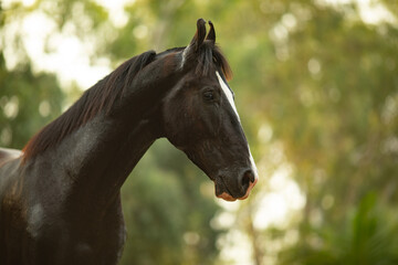 Horse Portrait