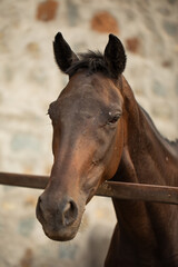 Fototapeta premium Horse Portrait