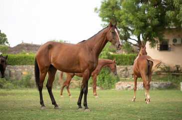 Obraz premium Horse Standing in Grass