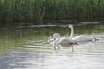 Trumpeter Swan Family