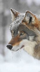 A close-up of a wolf's face covered in snow, showcasing its natural beauty in winter.