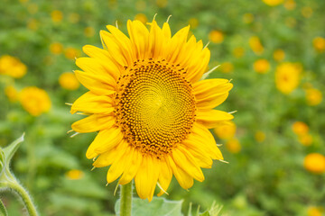 field of sunflowers