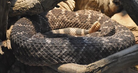 A coiled Eastern Diamondback Rattlesnake (Crotalus atrox)