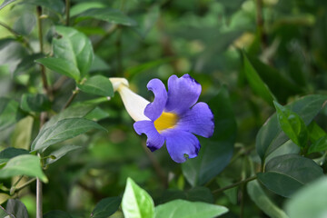 A damaged bush clock vine flower is now blooming in the garden