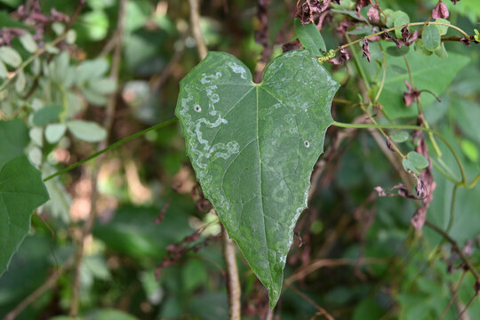 A creeping cucumber vine leaf that is infected with serpentine leaf miner pests