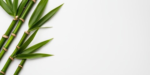 Fototapeta premium A close-up of green bamboo stalks against a clean, white background.