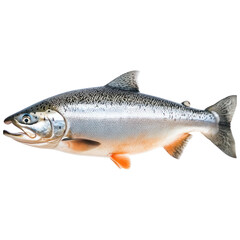 Naklejka premium Fresh Pacific Salmon Fish Seafood Ocean Wildlife Aquatic Animal Marine Life Food Ingredient Protein