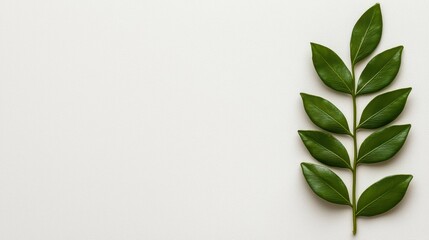 Obraz premium Fresh green leaf on a minimalist background, symbolizing nature and growth.