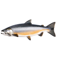 Obraz premium Freshwater Chinook Salmon Fish Detailed Closeup Wildlife Aquatic Life