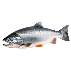 Naklejka premium Fresh Pacific Salmon Seafood Fish Aquatic Life Ocean Wildlife