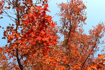 Experience the vibrant beauty of autumn as fiery red leaves dance against a clear blue sky, celebrating nature's stunning transformation.
