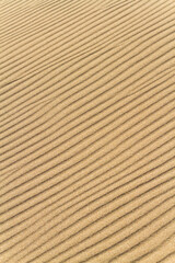 Fototapeta premium 秋の鳥取砂丘とその紋様 鳥取県 鳥取砂丘