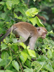 Close up of monkey macaque, eating leaves, sitting on tree. It is toque macaque, Macaca sinica, Male long-tailed monkey (Macaca fascicularis) perched tree