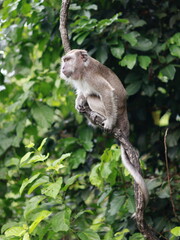Close up of monkey macaque, eating leaves, sitting on tree. It is toque macaque, Macaca sinica, Male long-tailed monkey (Macaca fascicularis) perched tree