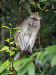 Close up of monkey macaque, eating leaves, sitting on tree. It is toque macaque, Macaca sinica, Male long-tailed monkey (Macaca fascicularis) perched tree