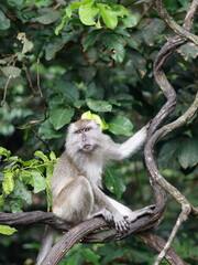 Close up of monkey macaque, eating leaves, sitting on tree. It is toque macaque, Macaca sinica, Male long-tailed monkey (Macaca fascicularis) perched tree