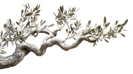 Olive branch with leaves transparent background