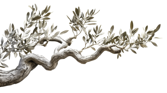 Olive branch with leaves transparent background - Powered by Adobe