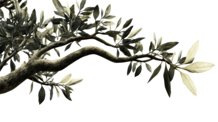 Olive branch with leaves transparent background