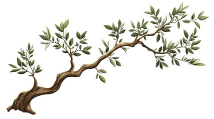 Olive branch with leaves transparent background