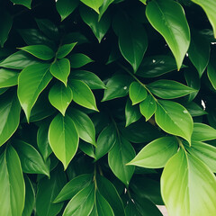 Obraz premium Green leaves on a black background with fresh plant texture and natural growth