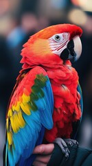 Fototapeta premium A vibrant parrot with colorful feathers perched on a person's hand in a bustling environment.