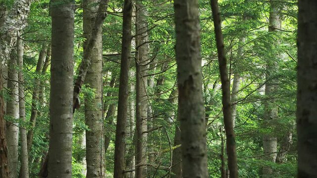 針葉樹の森とコマドリのさえずり (音声あり)
