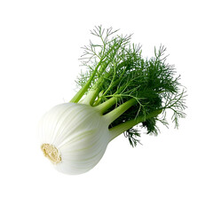 fennel