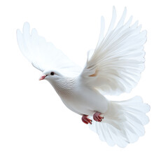 Obraz premium Flying white dove in motion nature scene wildlife photography outdoor setting close-up view peace symbol
