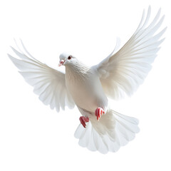 Obraz premium Graceful white dove in flight natural habitat wildlife photography vibrant environment close-up perspective