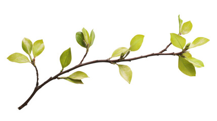 Obraz premium Blooming tree branch transparent background