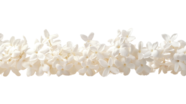 White flower transparent background