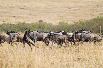 Masai Mara teems with diverse wildlife: cheetahs, giraffes, ostriches, gazelles, hippos,...