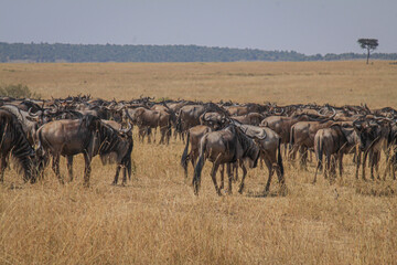 Masai Mara teems with diverse wildlife: cheetahs, giraffes, ostriches, gazelles, hippos,...