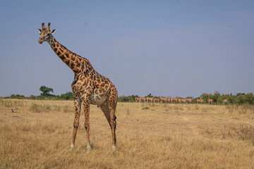 Masai Mara teems with diverse wildlife: cheetahs, giraffes, ostriches, gazelles, hippos,...