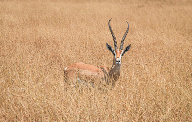 Graceful giraffes, powerful elephants, swift gazelles, and herds of wildebeest thrive in Masai...