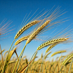 Fototapeta premium golden wheat stalks against a blue sky in summer meadow landscape scene